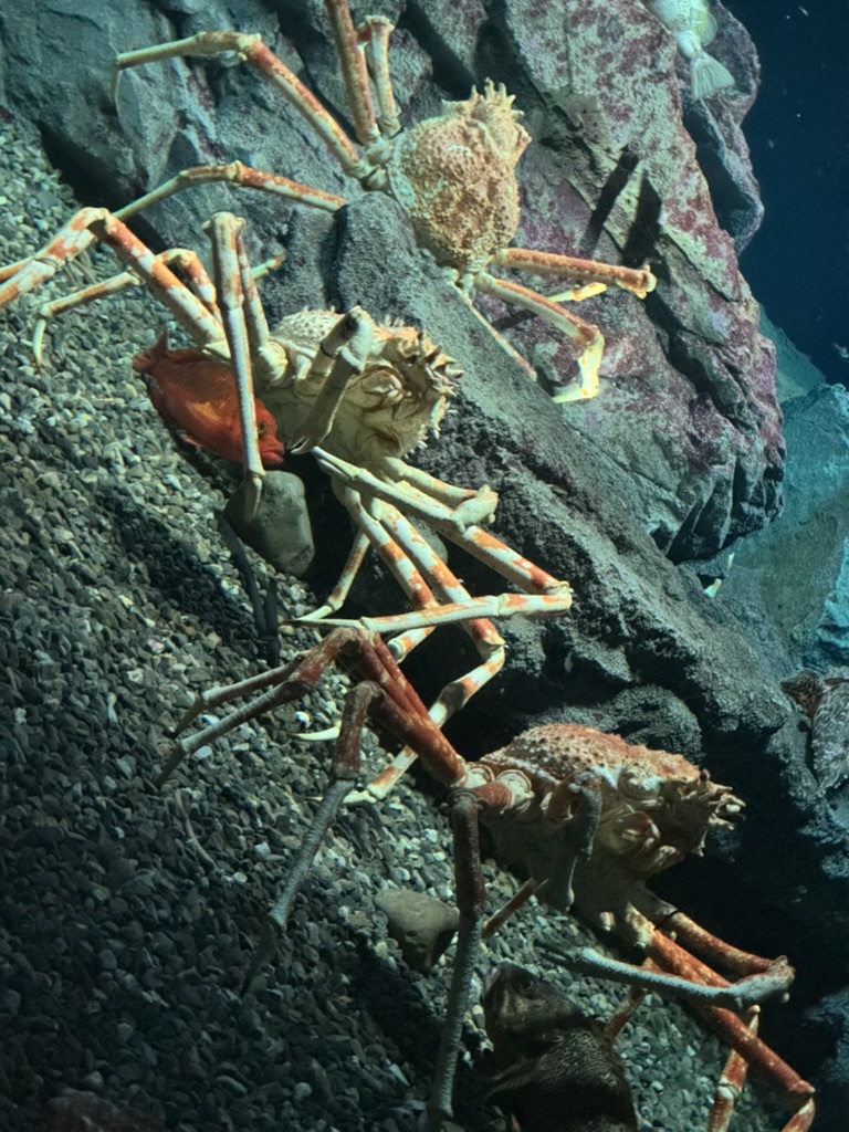 spotted these MASSIVE japanese spider crabs at the osaka aquarium - their legs can grow longer than i am tall