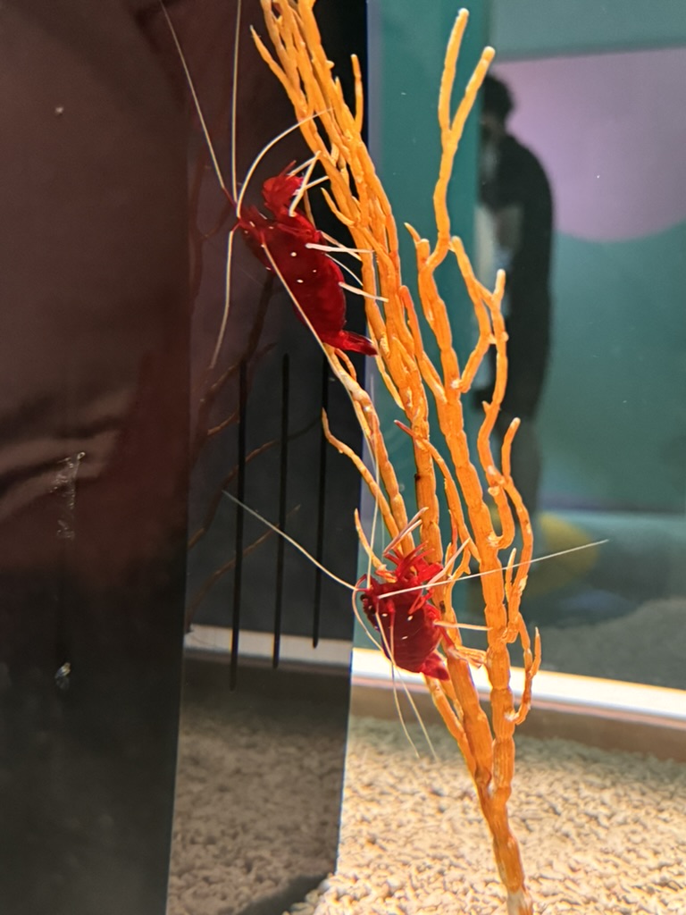 spotted these WILD red shrimp at the osaka aquarium kaiyukan - way more interesting than the usual tourist photos of whale sharks