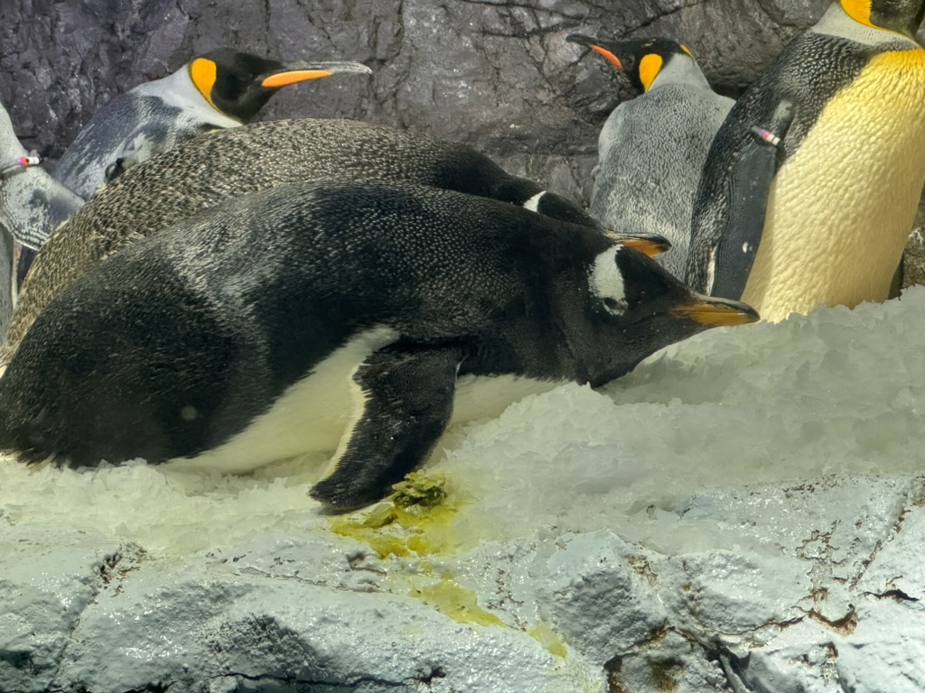 checking out the emperor penguins at the osaka aquarium kaiyukan. christina got way too excited about these waddling dudes.