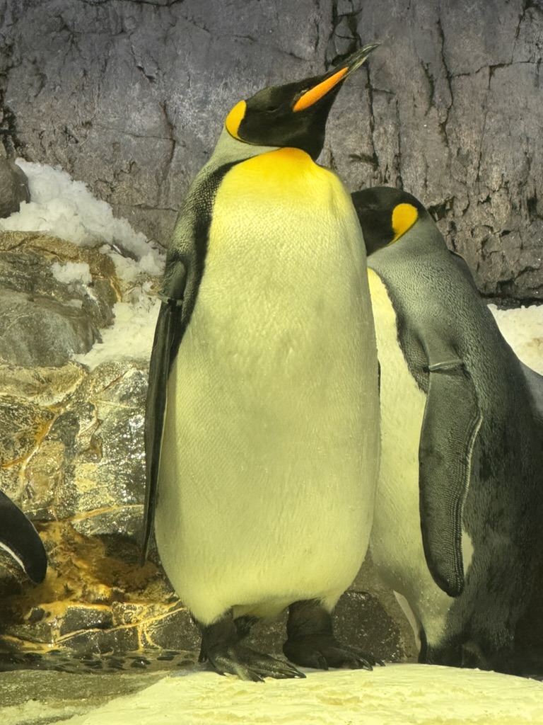 checking out the emperor penguins at the osaka aquarium kaiyukan - these guys are MASSIVE in person