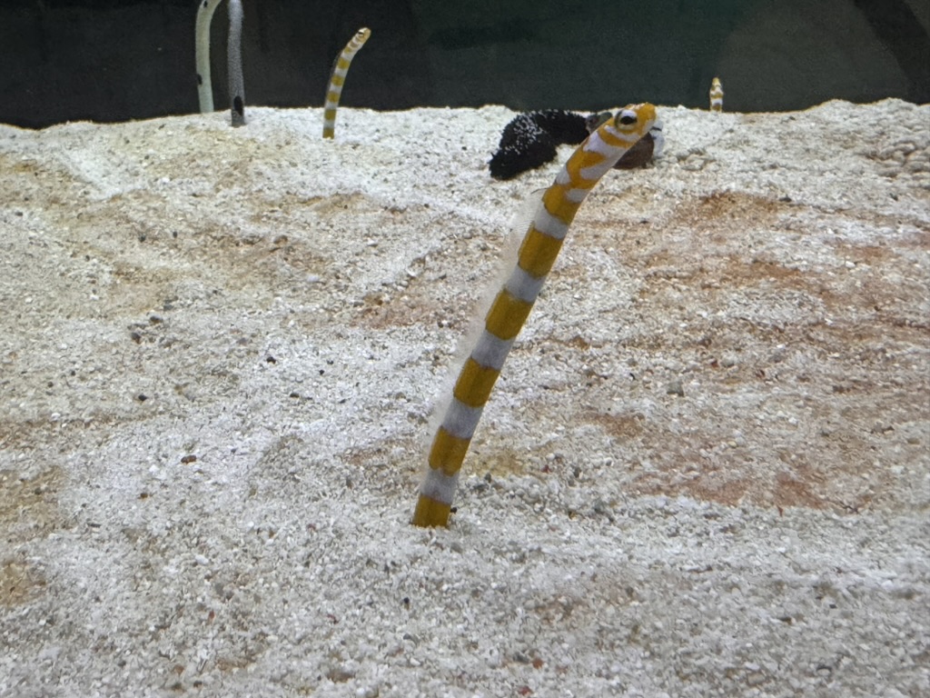 spotted this WILD garden eel at the osaka aquarium - they pop up from the sand like little periscopes