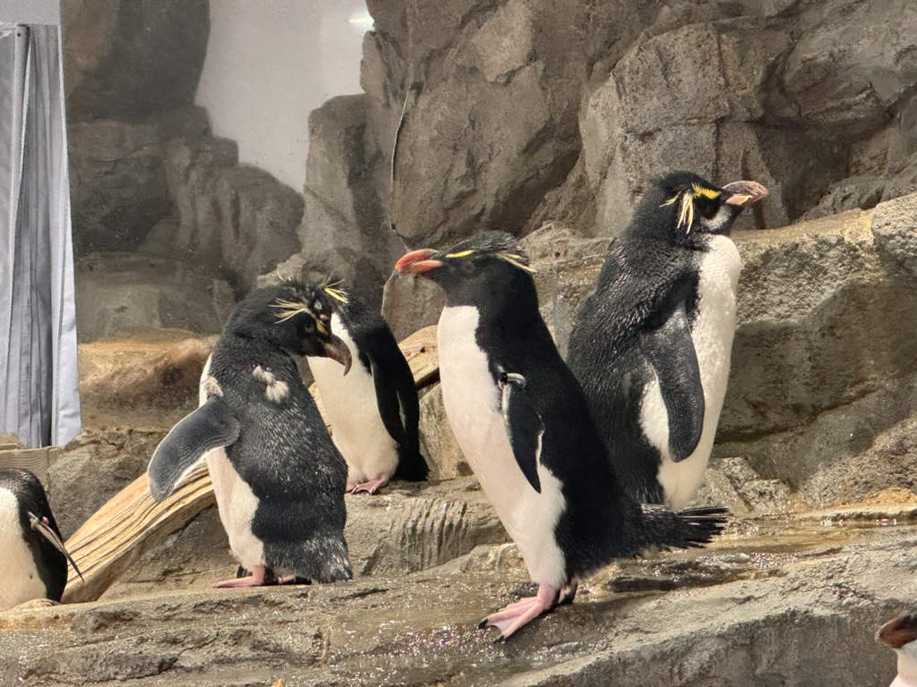 checking out these rockhopper penguins at the osaka aquarium kaiyukan - way cooler than we expected for an aquarium in the middle of the city