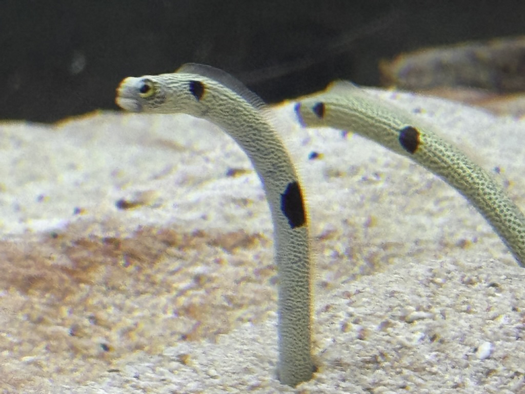 spotted this WILD garden eel at the osaka aquarium kaiyukan. these little guys are basically living noodles that pop out of the sand.