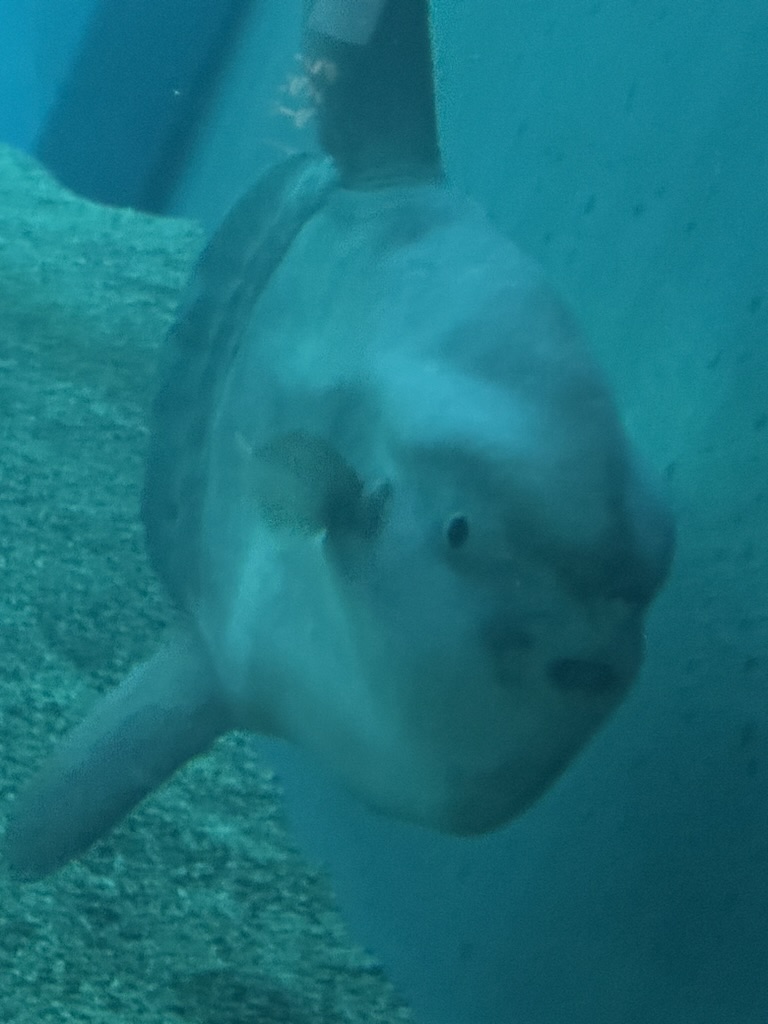 this curious ocean sunfish at osaka aquarium kaiyukan got RIGHT up to the glass to check us out