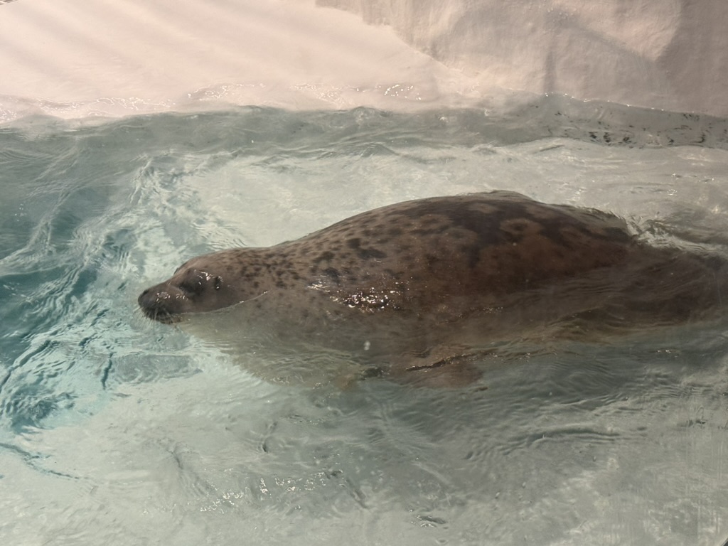 spotted seal at the osaka aquarium kaiyukan, way bigger than we expected these guys to be in person