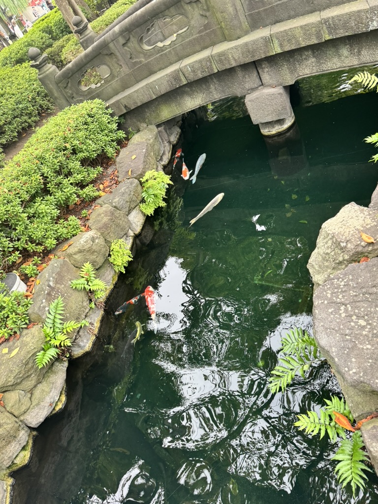 spotted these gorgeous koi swimming under an old stone bridge near sensoji temple. christina's getting pretty good at these zen garden shots.