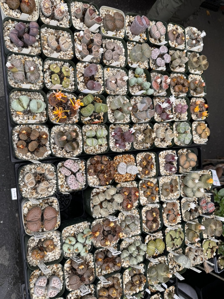 christina spotted these AMAZING lithops (living stones) at a plant shop near morinomiya station - who knew succulents could look so alien