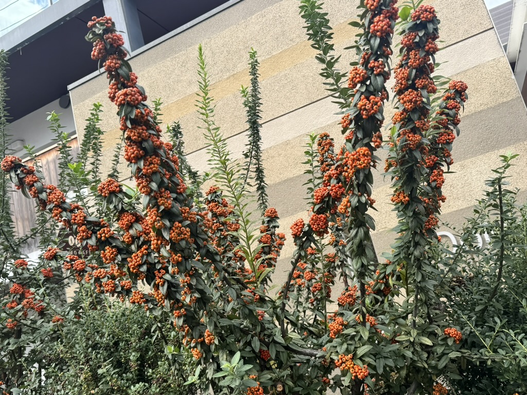 early morning walk through shinjuku revealed these STUNNING nandina bushes loaded with berries outside our airbnb