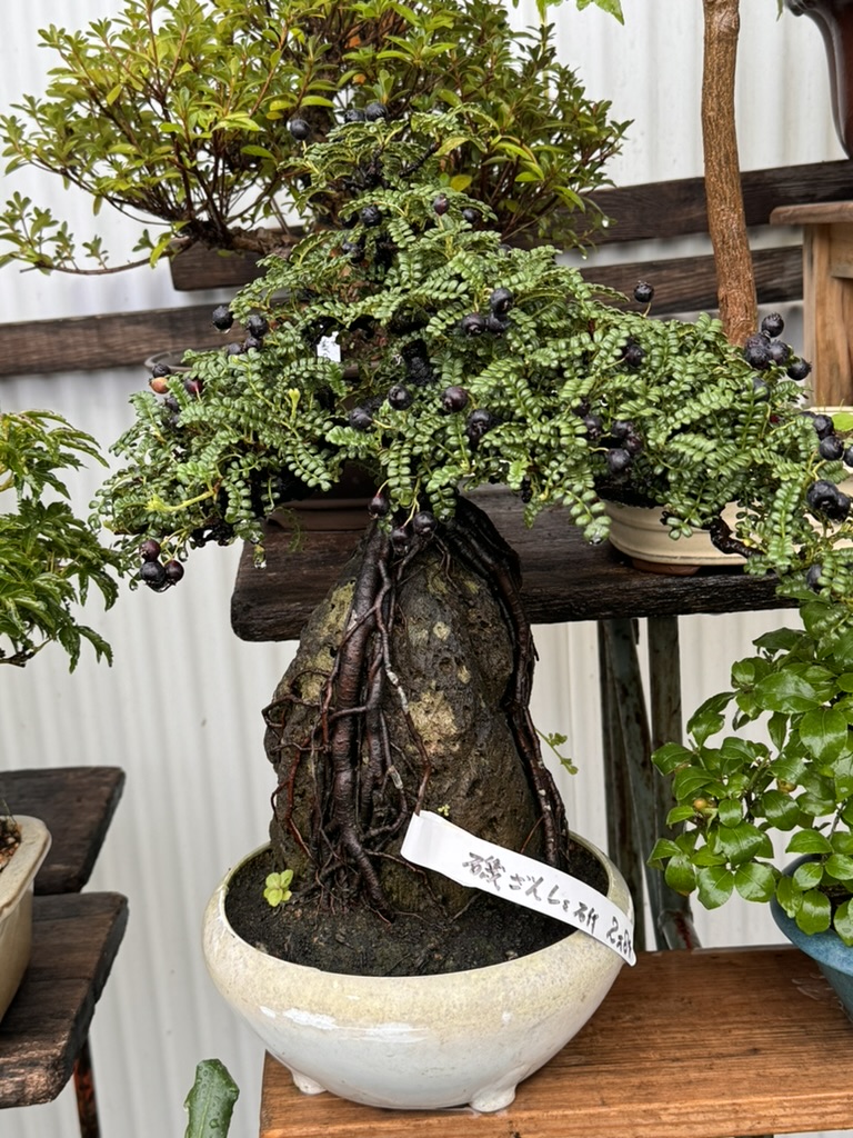 stumbled on this AMAZING bonsai with tiny black berries at our traditional house in morinomiya. christina's getting really into japanese gardening.