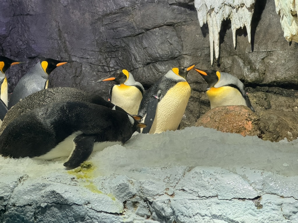 checking out the emperor penguins at the osaka aquarium kaiyukan. christina got way too excited about these guys waddling around their icy habitat.