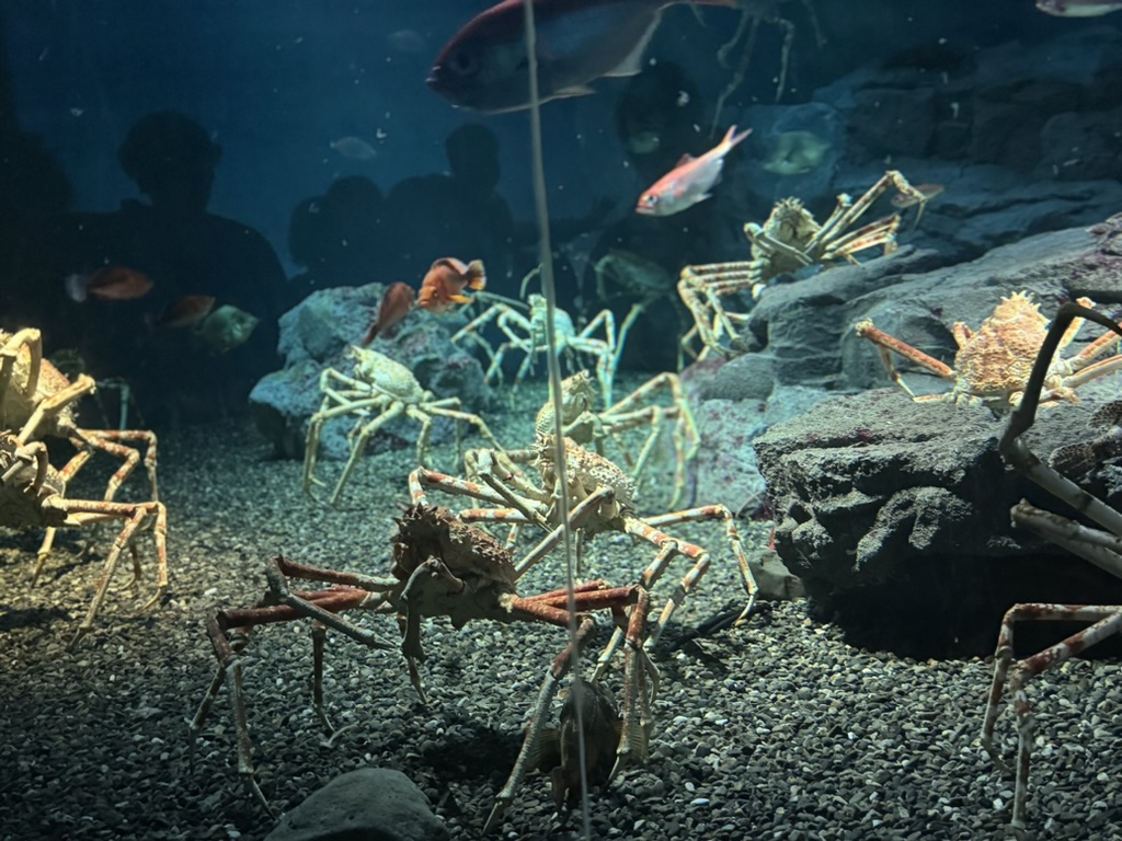 spotted these MASSIVE japanese spider crabs at the osaka aquarium. they're basically underwater tanks with legs.