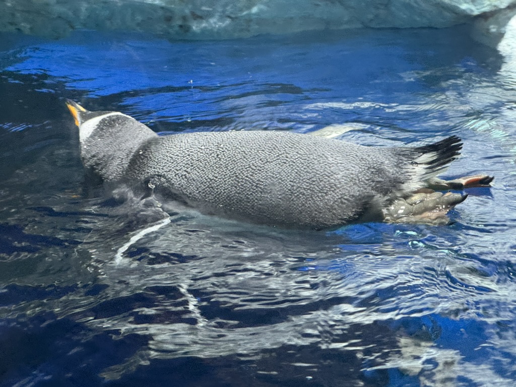 spotted this gentoo penguin doing its thing at the osaka aquarium kaiyukan. way more active than the ones we saw at the zoo back home.