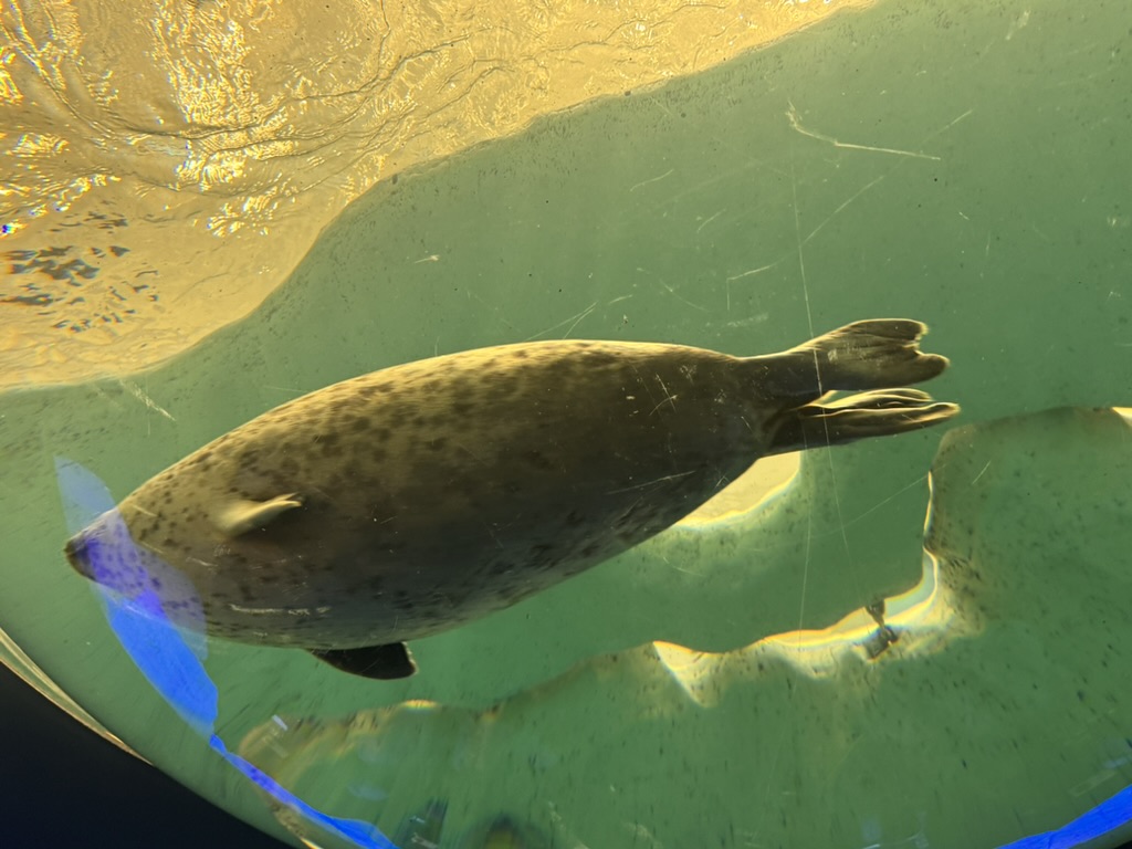 spotted this absolute unit of a seal at the osaka aquarium kaiyukan. christina caught it mid-swim through the massive pacific ocean tank.