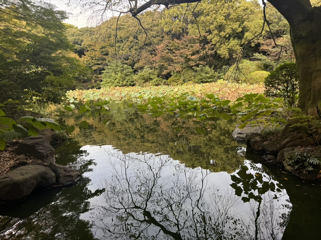 quiet morning at the lotus pond in ueno park, right next to the tokyo national museum. christina caught this perfect reflection of the autumn trees in the still water.