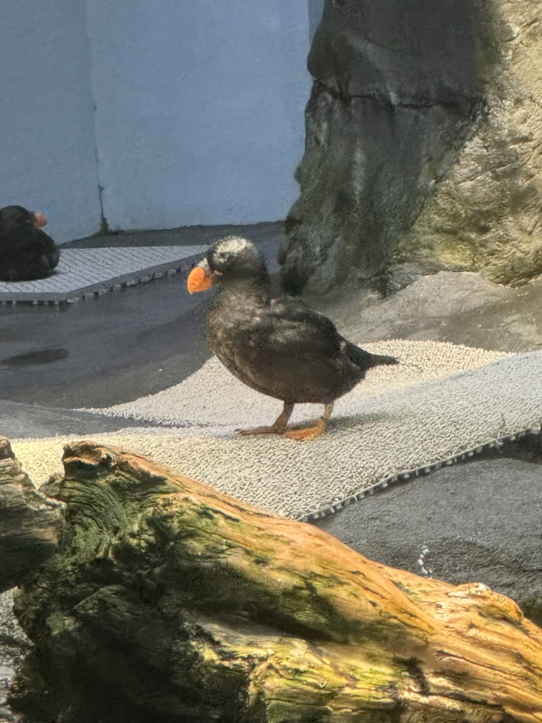 checking out the tufted puffins at osaka aquarium kaiyukan - these little guys are WAY more punk rock than i expected