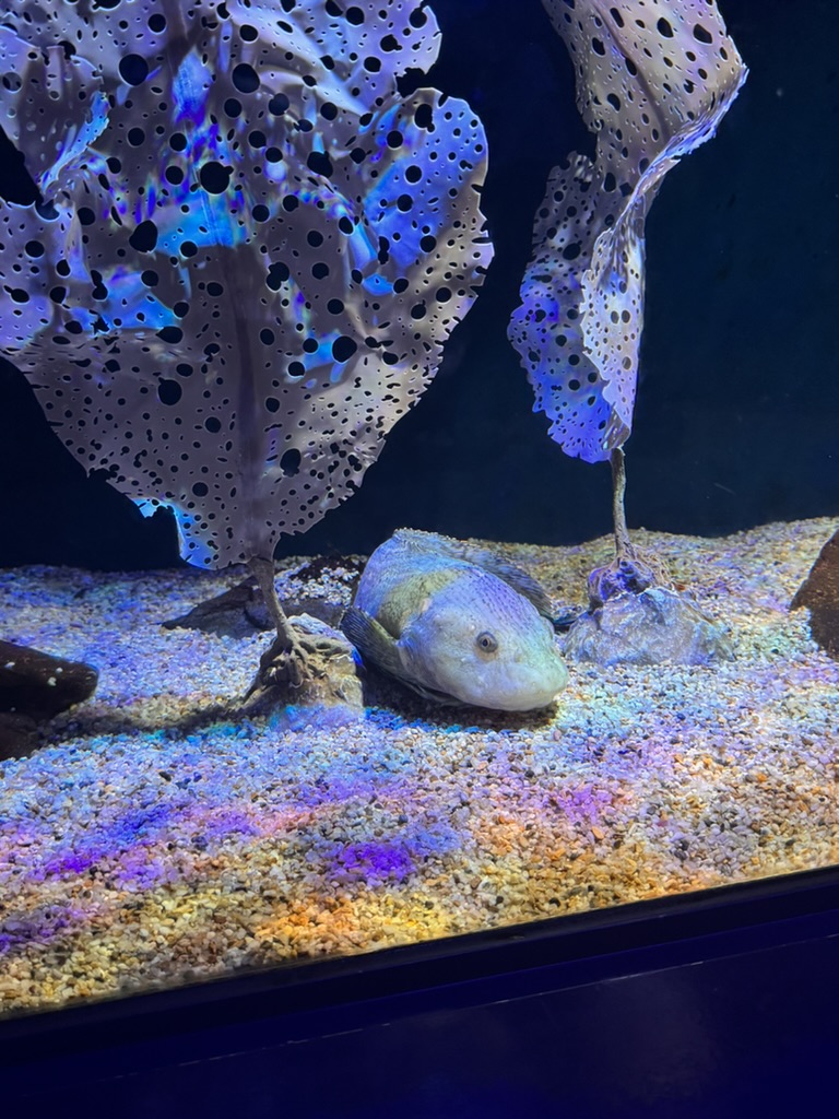 spotted this weird pufferfish at the osaka aquarium kaiyukan - it looks like it's having a rough day