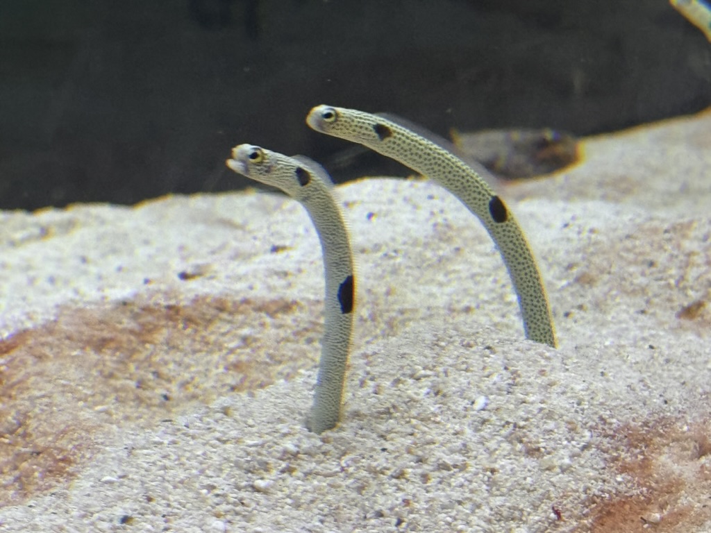 spotted these WEIRD garden eels at the osaka aquarium kaiyukan. they pop up from the sand like periscopes and duck back down when spooked.