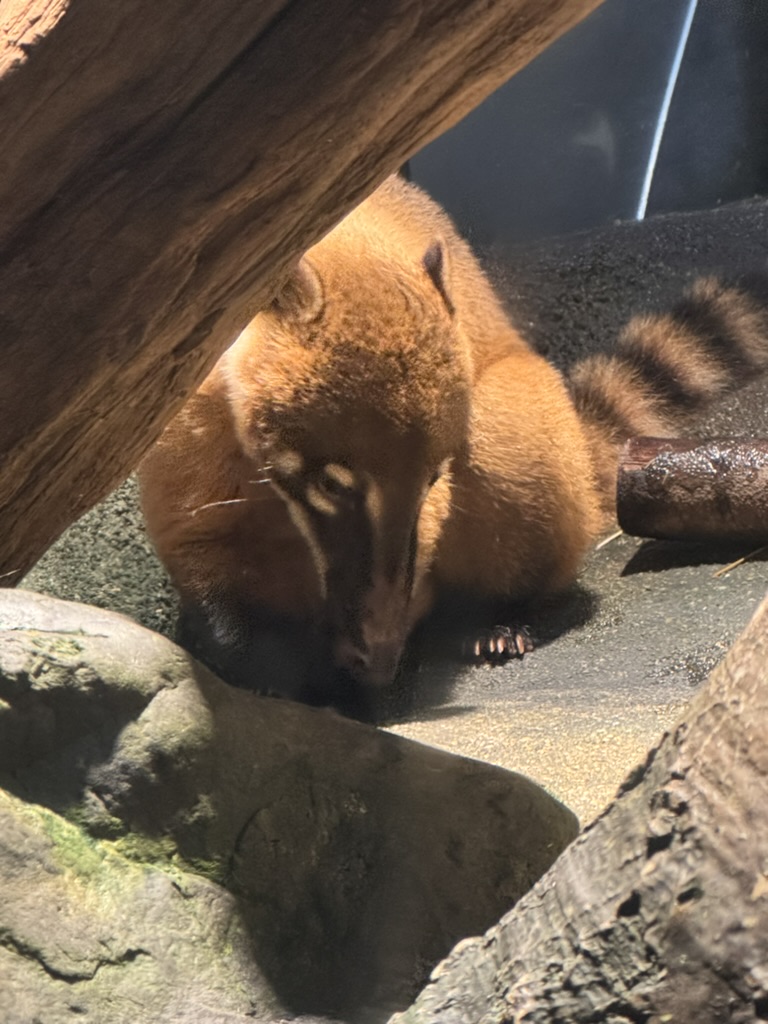 spotted this sleepy tanuki at the osaka aquarium - way CUTER than i expected from all the statues we've been seeing