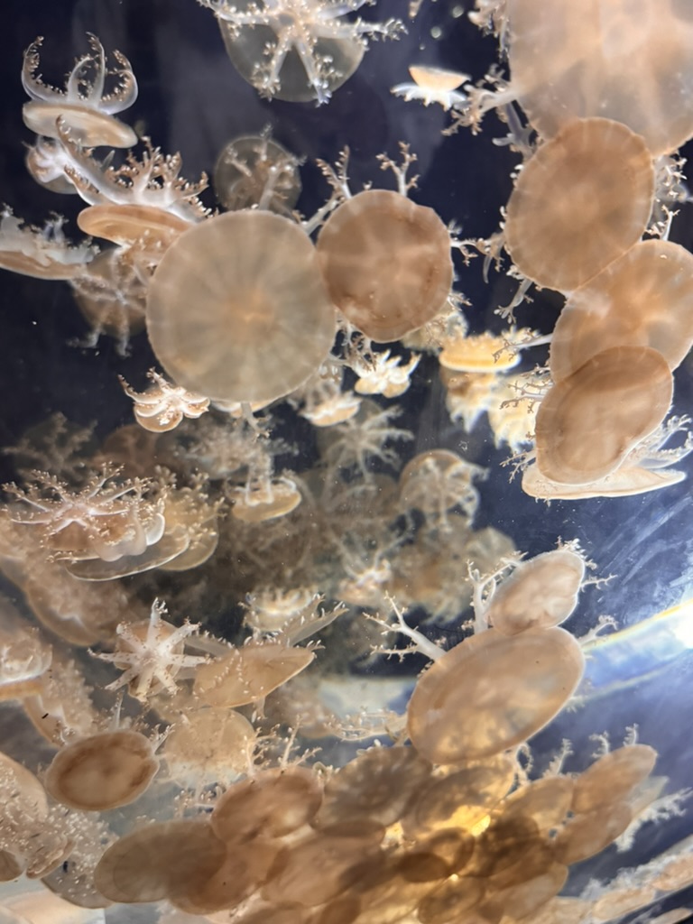 mesmerizing moon jellyfish display at the osaka kaiyukan aquarium - these translucent creatures are WAY cooler in person than i expected