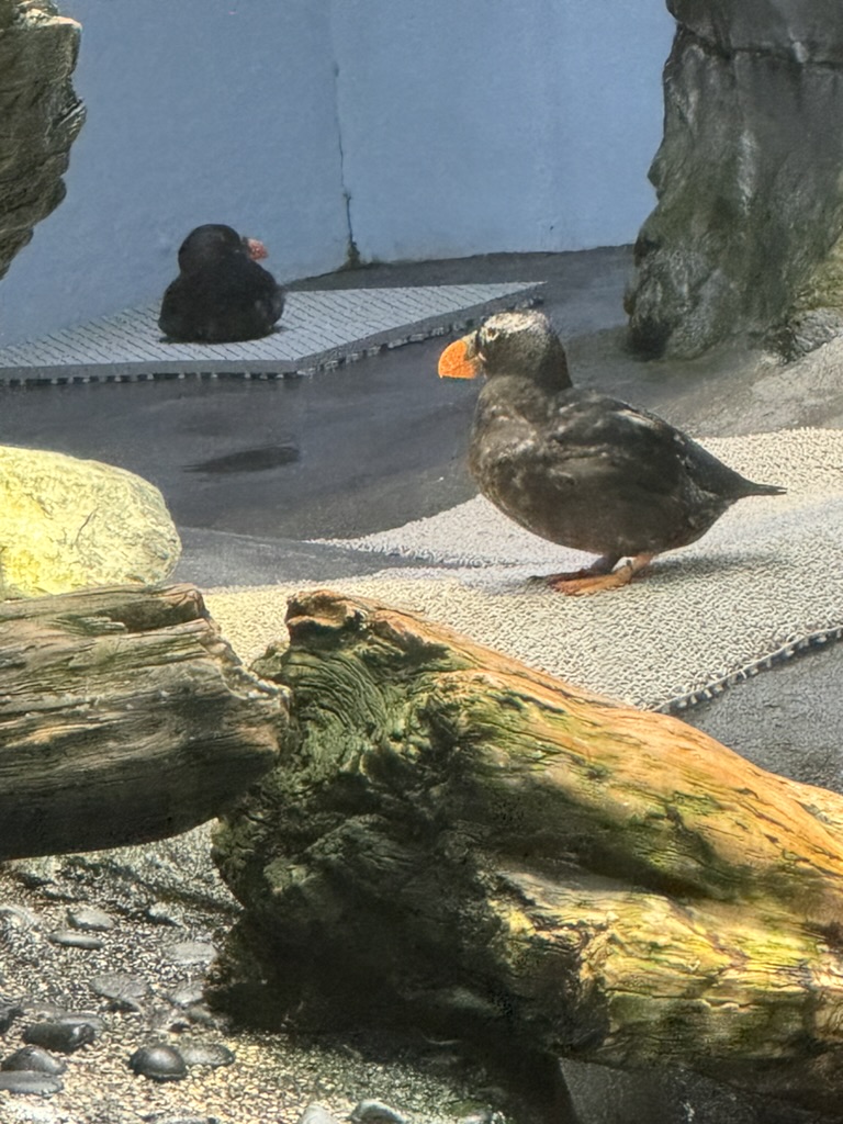 checking out the tufted puffins at osaka aquarium kaiyukan - these little guys look like they're wearing tuxedos to a fancy dinner