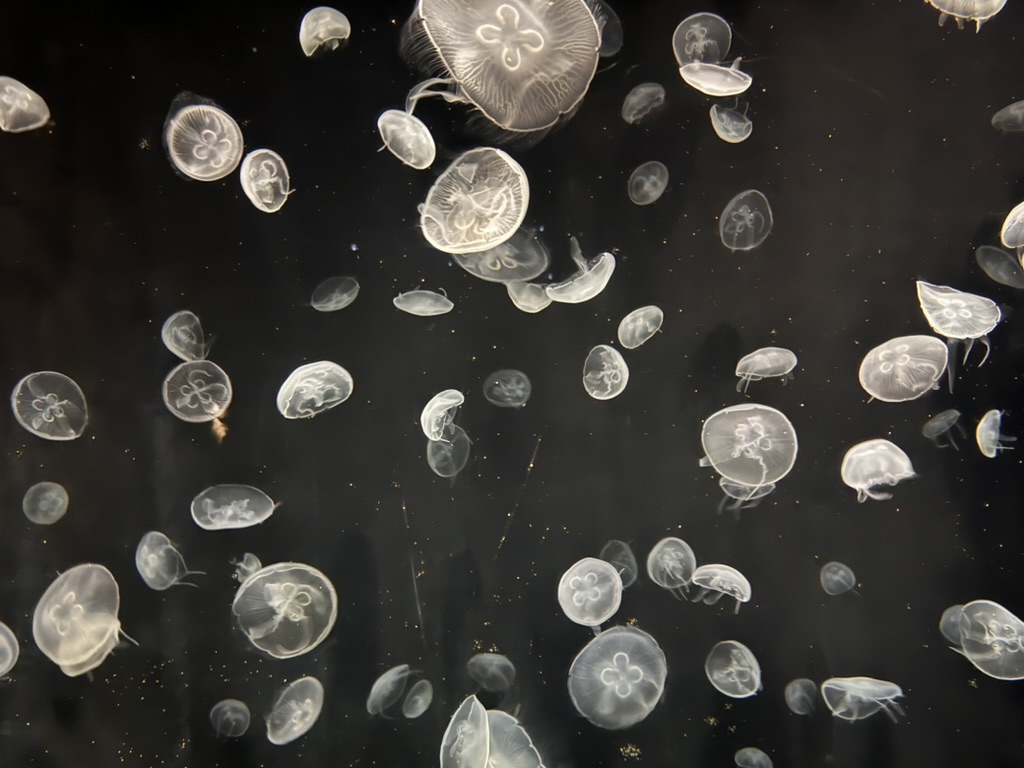 mesmerizing moon jellyfish display at osaka aquarium kaiyukan. christina caught this shot of their ethereal dance against the dark water.