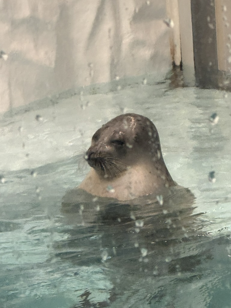 spotted this chill seal at the osaka aquarium kaiyukan, one of the BIGGEST aquariums in the world