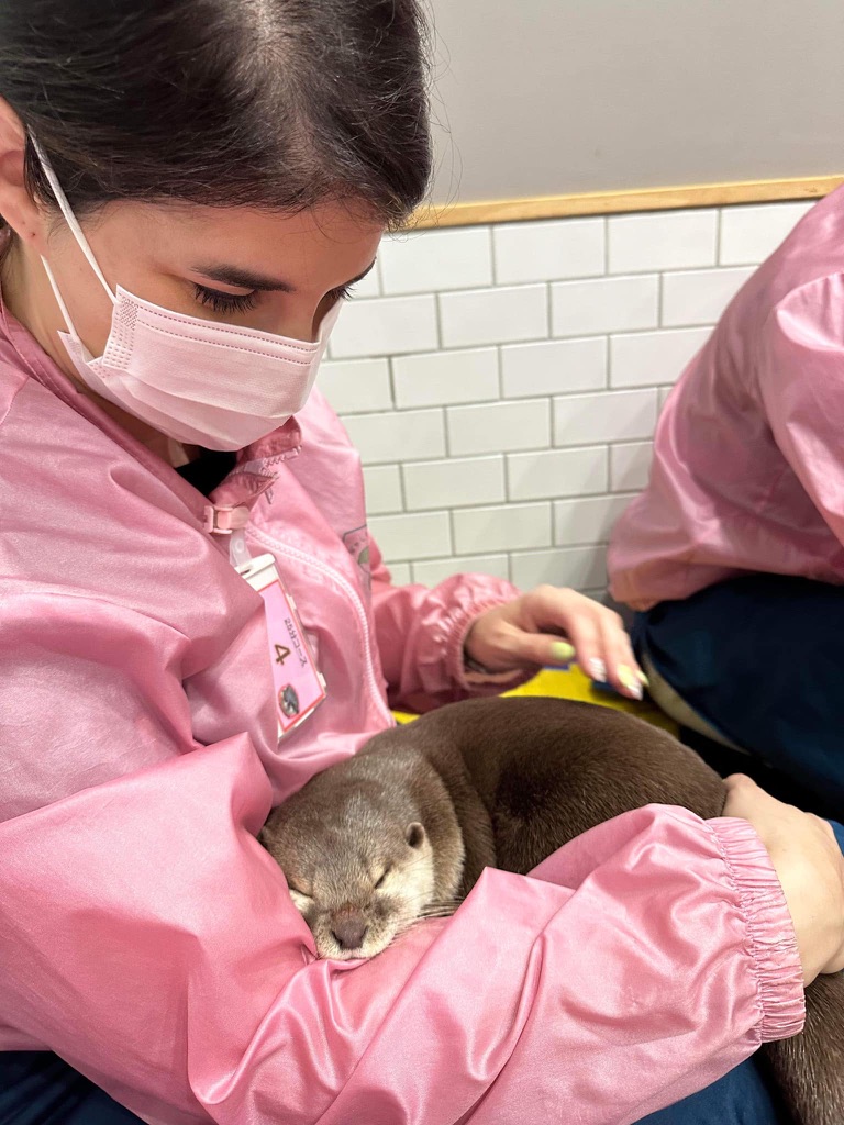 christina getting some quality time with a sleepy otter at one of tokyo's famous animal cafes