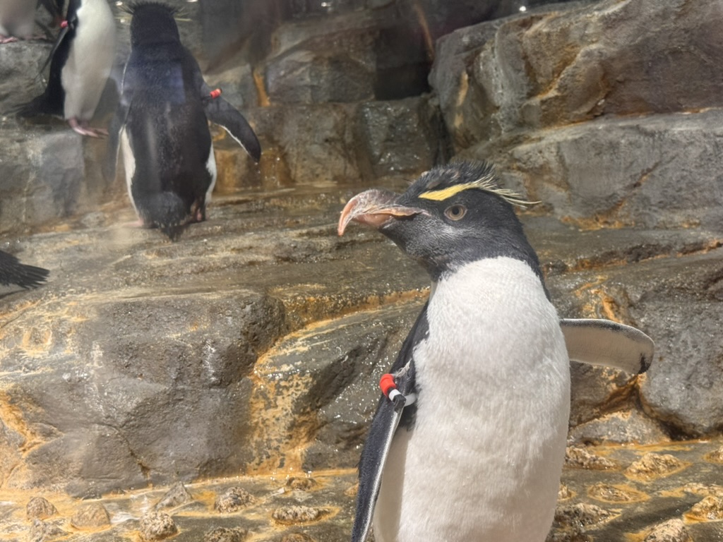 checking out the rockhopper penguins at osaka aquarium kaiyukan - these little dudes with their WILD yellow eyebrows are way cooler than expected