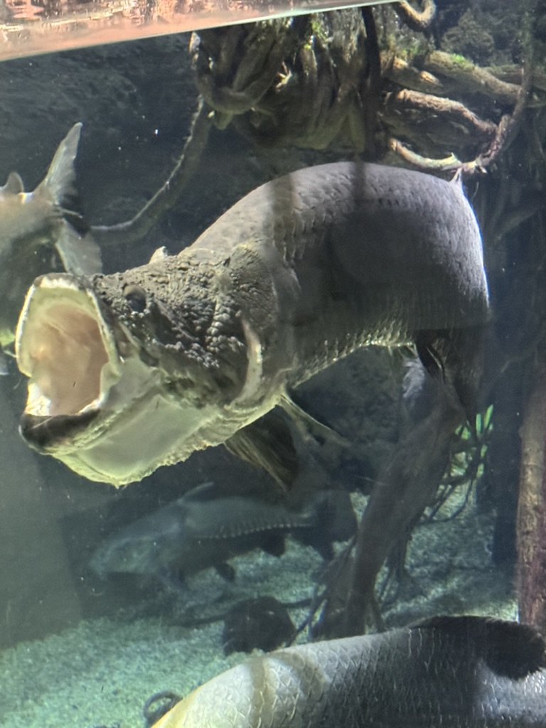 massive arapaima showing off at the osaka aquarium kaiyukan. these prehistoric-looking fish are HUGE in person.