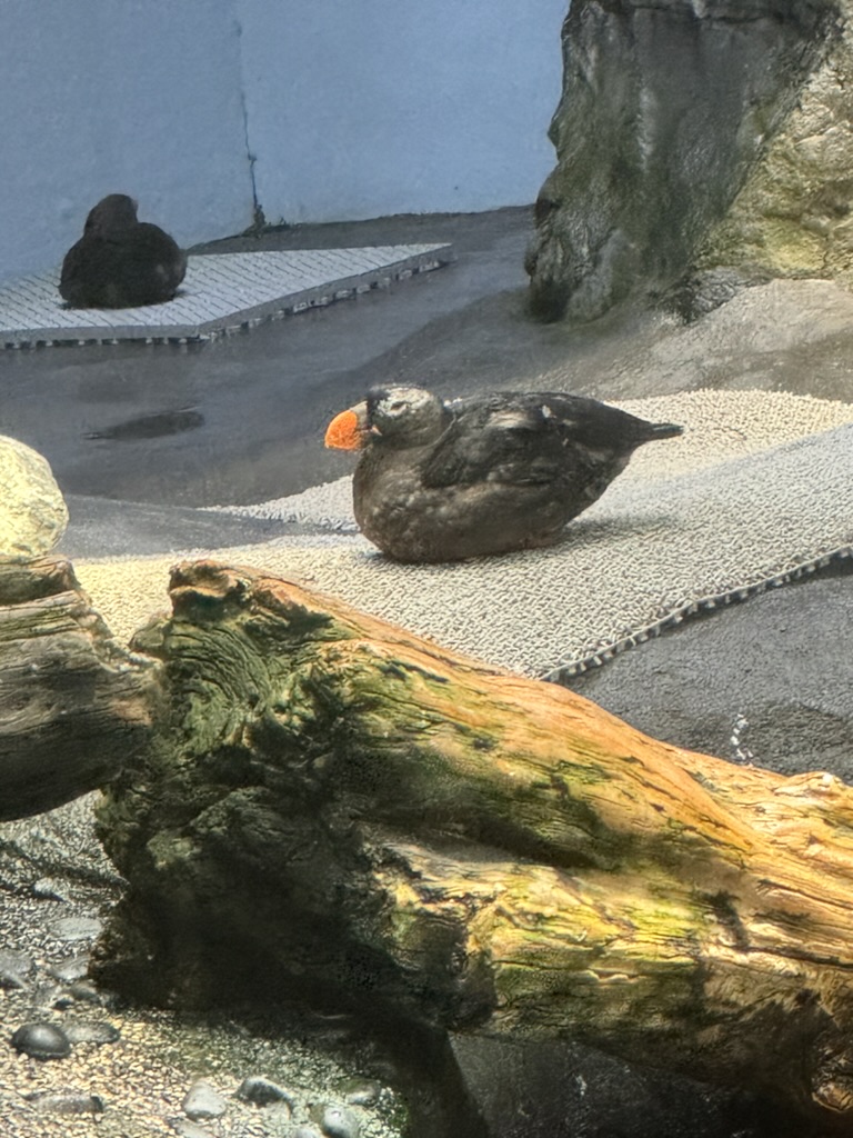 checking out this tufted puffin at the osaka aquarium kaiyukan - these little guys are WAY cuter in person than in photos