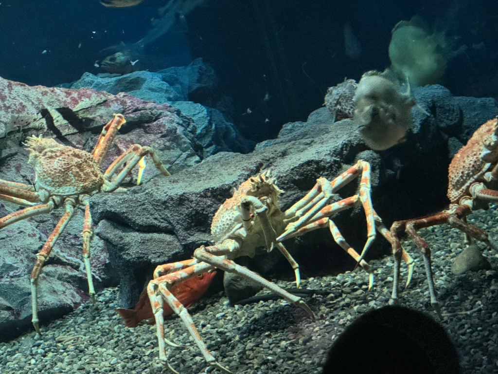 spotted these MASSIVE japanese spider crabs at the osaka aquarium kaiyukan. these things are no joke - their leg span can reach up to 12 feet