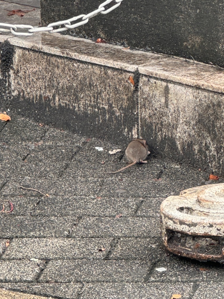 spotted this chunky rat living its best life in shinjuku. tokyo's urban wildlife hits different.