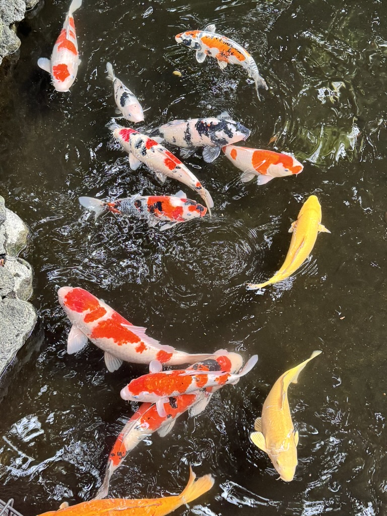 morning stop at a local temple in setagaya where christina spotted these MASSIVE koi fish swimming in the pond