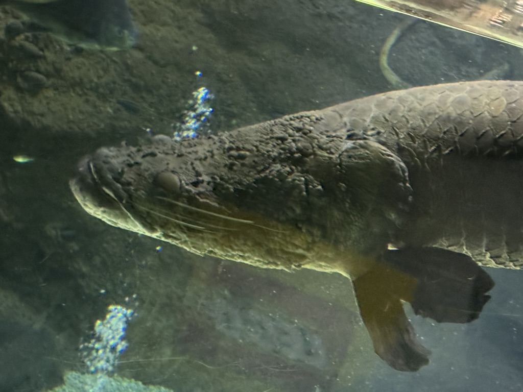 spotted this MASSIVE japanese giant salamander at the osaka aquarium kaiyukan. these prehistoric-looking creatures are native to japan and can grow up to 5 feet long