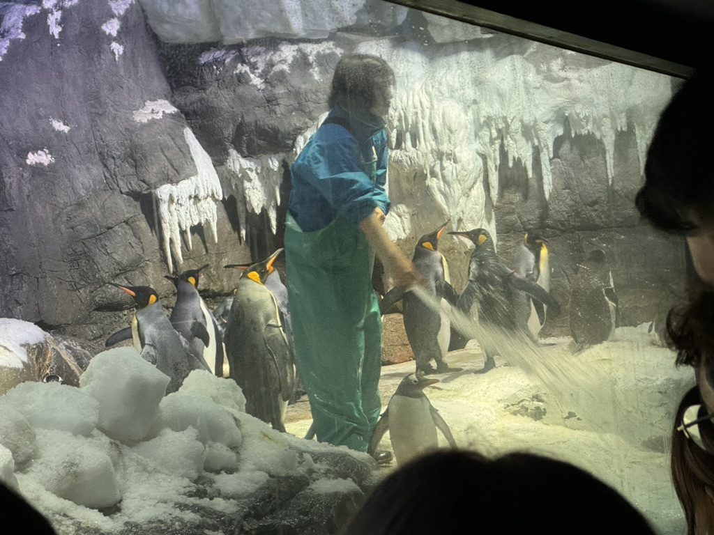 caught feeding time at the osaka aquarium's penguin exhibit - way cooler than we expected