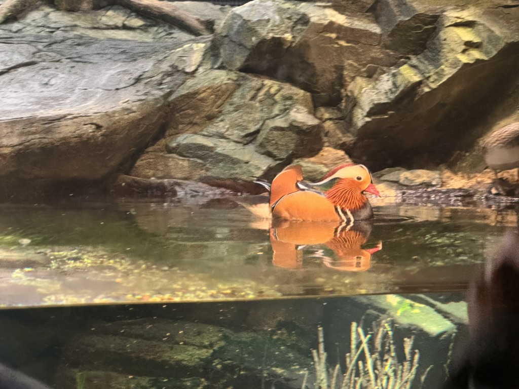 spotted this stunning mandarin duck at the osaka aquarium kaiyukan - way more colorful than the ones back home