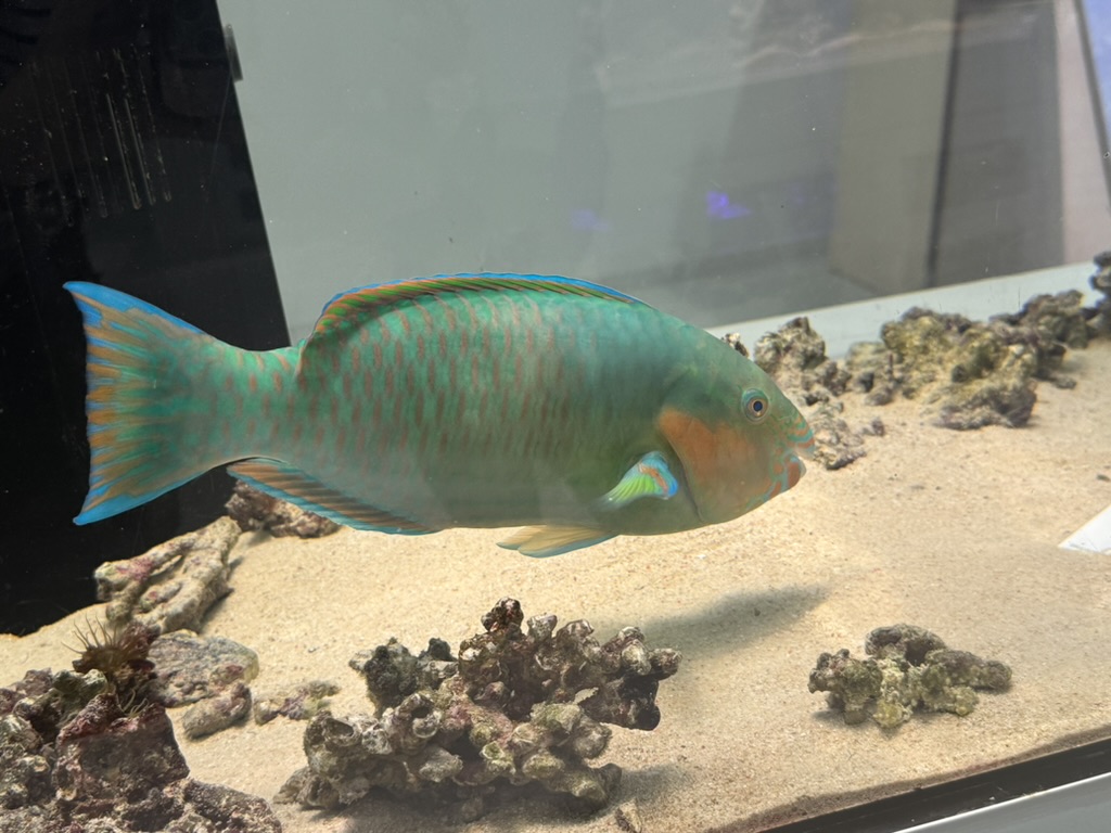 checking out this STUNNING parrotfish at osaka aquarium kaiyukan - way bigger than the ones we saw snorkeling in hawaii last year