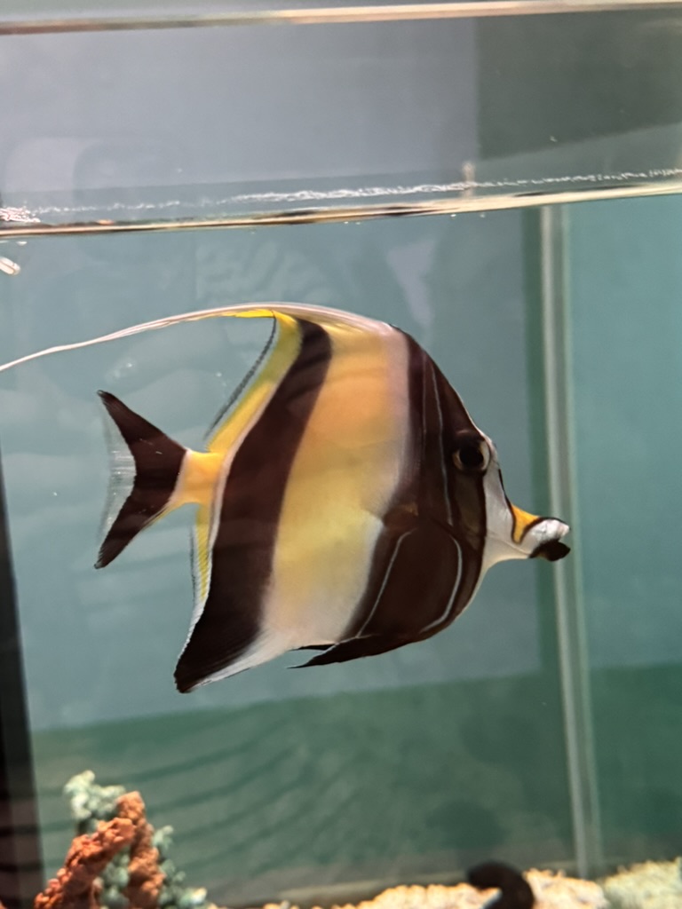 spotted this GORGEOUS moorish idol at the osaka aquarium kaiyukan - way bigger than i expected these to be in real life