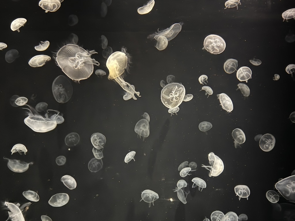 christina caught this mesmerizing display at the kaiyukan aquarium - who knew jellyfish could look this ETHEREAL against the dark water