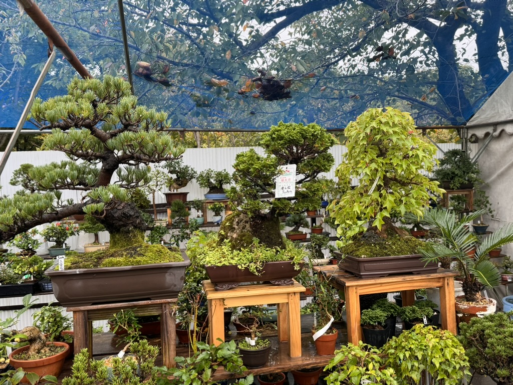 stumbled on this amazing bonsai display near osaka castle - these tiny trees are CENTURIES old