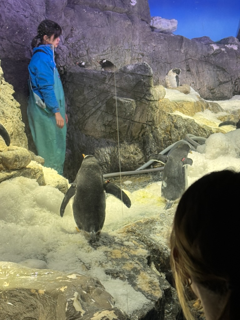 checking out the penguins at osaka aquarium kaiyukan - these little guys were WAY more active than we expected