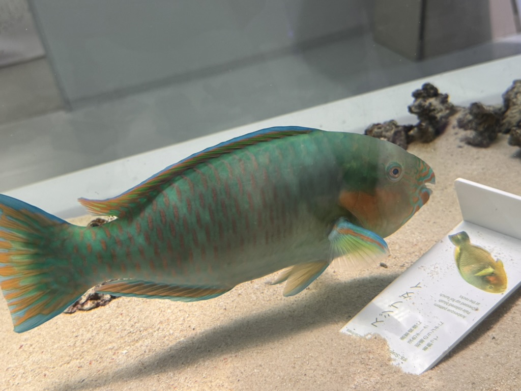 checking out this MASSIVE parrotfish at the osaka aquarium kaiyukan - these guys are crucial for keeping coral reefs healthy