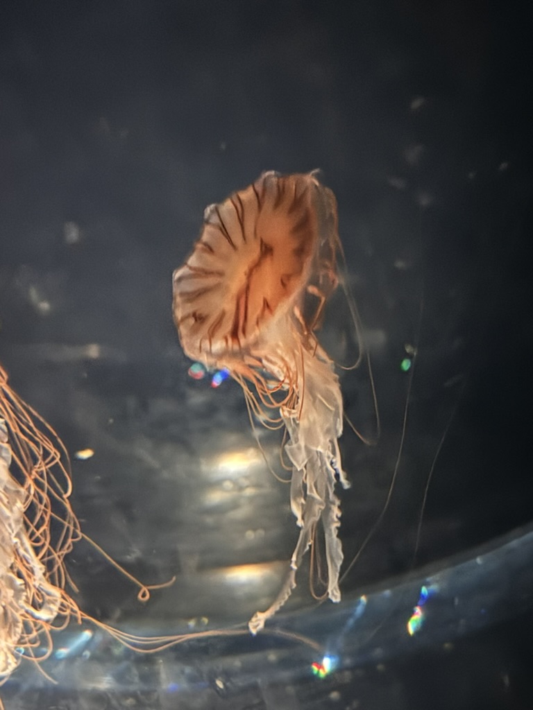 spotted this WILD jellyfish at the osaka aquarium - way more impressive than the ones back home