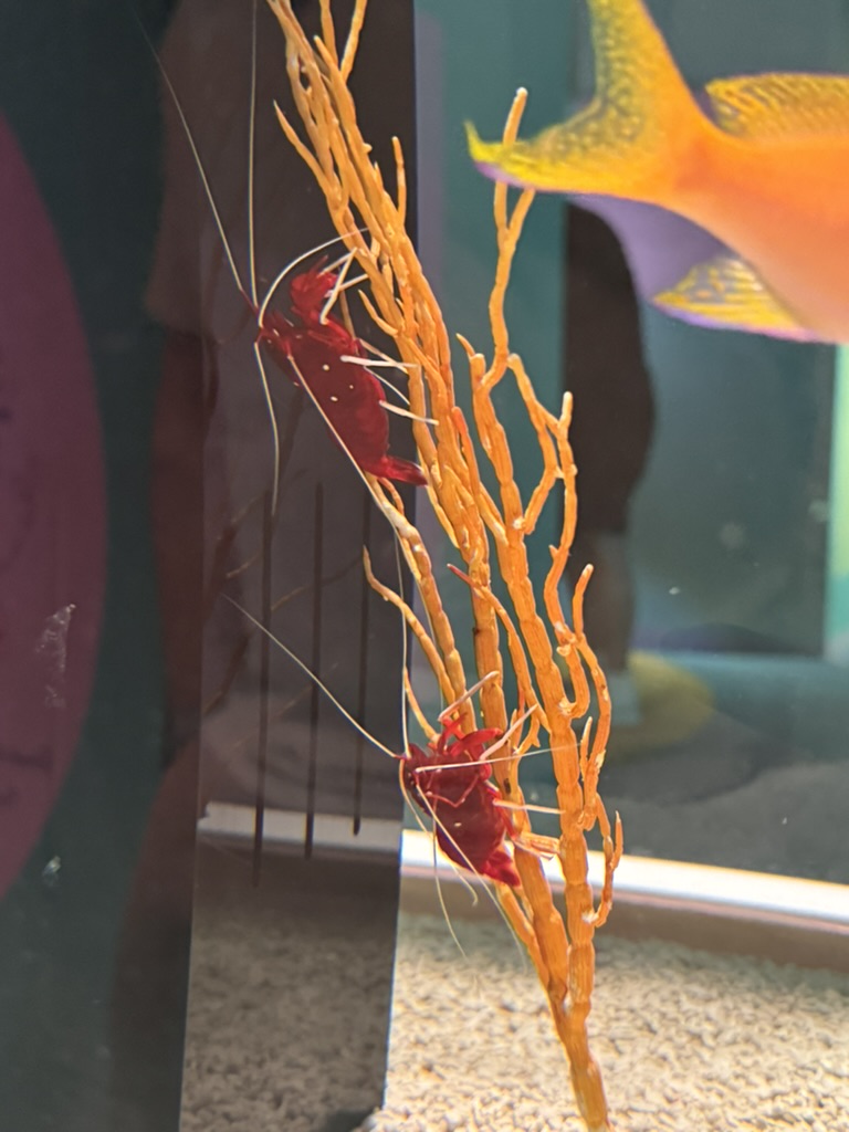 spotted these BRIGHT red shrimp at the osaka aquarium kaiyukan - way cooler than the ones in our local fish store