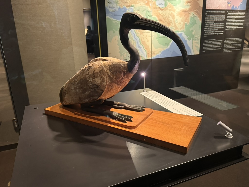 christina found this ancient ibis specimen at the national museum of nature and science in ueno. pretty wild to see how well-preserved it is.