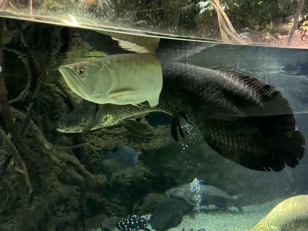 spotted this MASSIVE arowana at the osaka aquarium kaiyukan. these things are no joke - apparently they're called "dragon fish" in japan.