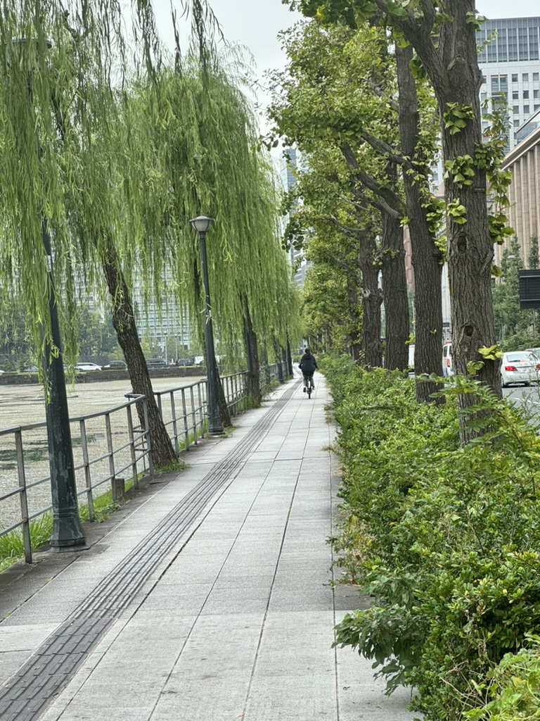 morning walk along the outer moat of the imperial palace, where weeping willows line the path and locals bike their way to work