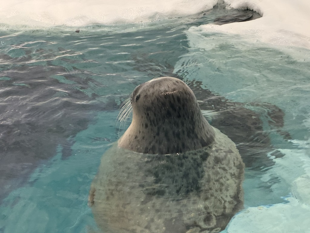 spotted this absolute unit of a seal at the osaka aquarium kaiyukan. christina's photo perfectly caught its "i'm judging you" face