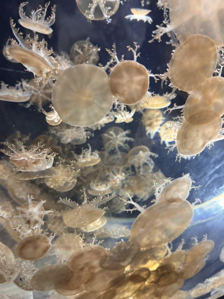 mesmerizing jellyfish display at the kaiyukan aquarium - these moon jellies are HYPNOTIC against the deep blue background