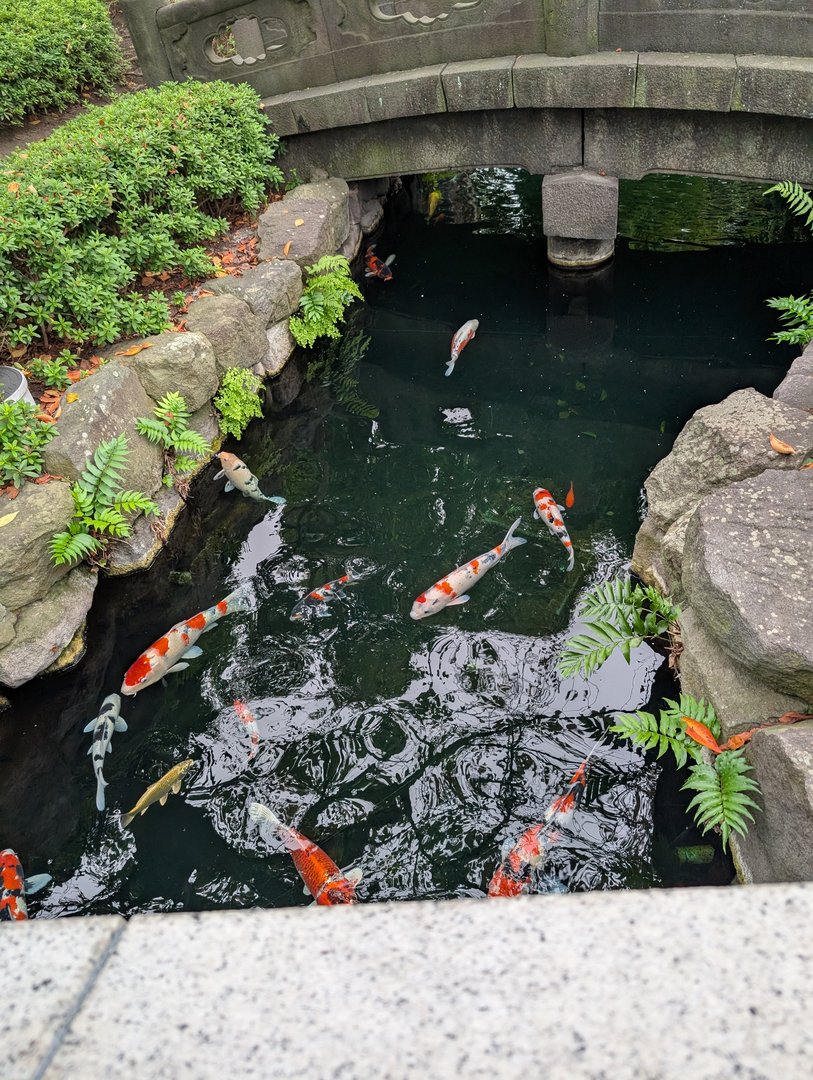 chuck spotted these GORGEOUS koi swimming under a stone bridge near sensō-ji temple in asakusa. these fish are HUGE